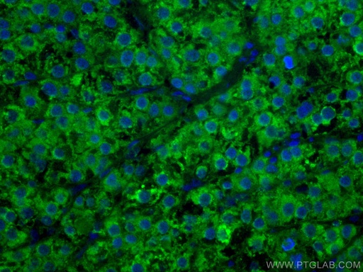 [CL488-66929-100UL] CoraLite®488-conjugated ADK Monoclonal antibody