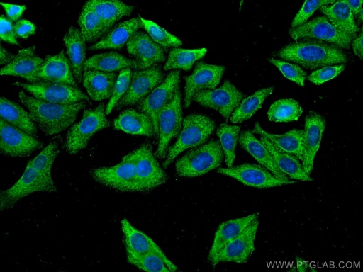 [CL488-66954-100UL] CoraLite®488-conjugated FGFR3 Monoclonal antibody