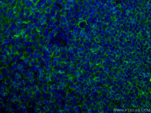[CL488-66965-100UL] CoraLite®488-conjugated CD40 Monoclonal antibody