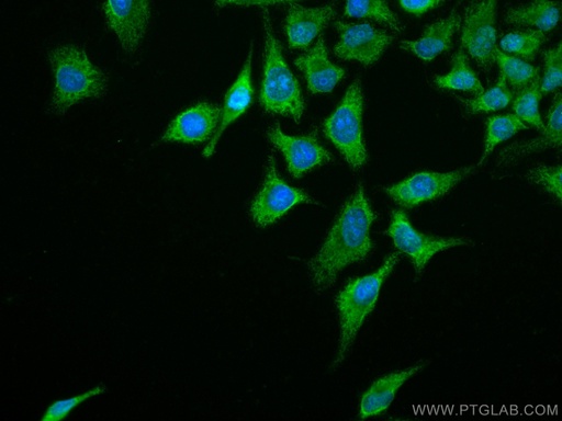 [CL488-66976-100UL] CoraLite®488-conjugated FOX2/RBM9 Monoclonal antibody