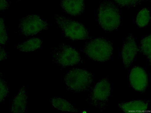 [CL488-66980-100UL] CoraLite®488-conjugated NBN Monoclonal antibody