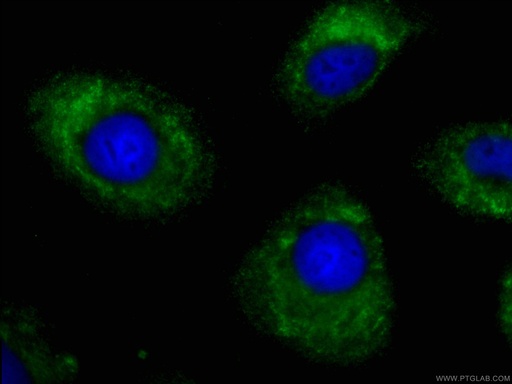 [CL488-67019-100UL] CoraLite®488-conjugated FMO2 Monoclonal antibody