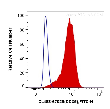[CL488-67025-100UL] CoraLite®488-conjugated DDX5 Monoclonal antibody