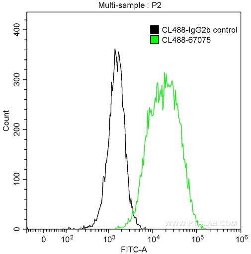 [CL488-67075-100UL] CoraLite®488-conjugated Endoglin/CD105 Monoclonal antibody