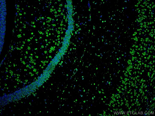 [CL488-67077-100UL] CoraLite®488-conjugated APBB1 Monoclonal antibody