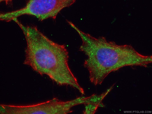 [CL488-67096-100UL] CoraLite®488-conjugated ATG9A Monoclonal antibody