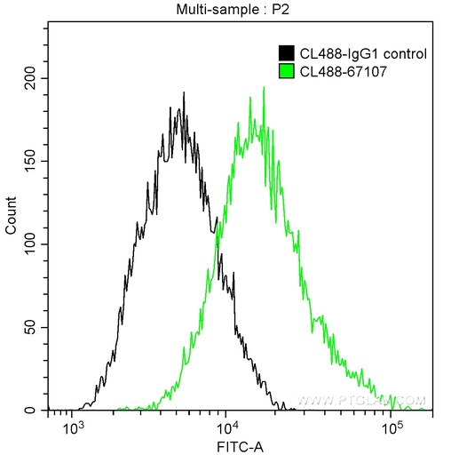 [CL488-67107-100UL] CoraLite®488-conjugated Calpastatin Monoclonal antibody