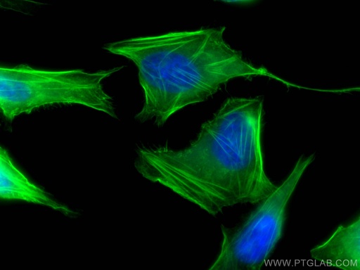 [CL488-67133-100UL] CoraLite®488-conjugated FLNA Monoclonal antibody