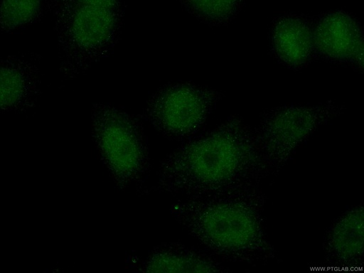 [CL488-67140-100UL] CoraLite®488-conjugated TCF3 Monoclonal antibody