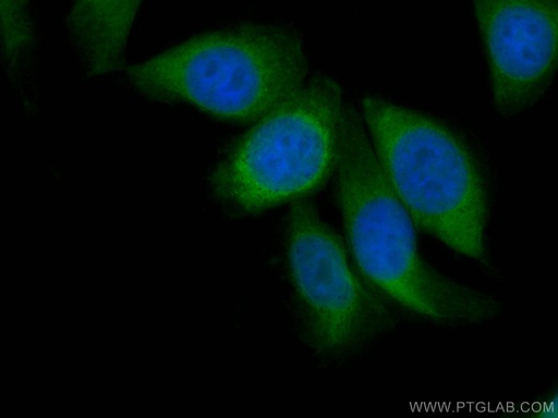 [CL488-67187-100UL] CoraLite®488-conjugated ENO1 Monoclonal antibody
