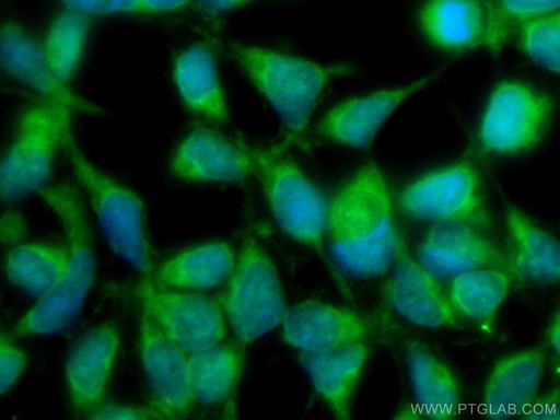 [CL488-67219-100UL] CoraLite®488-conjugated VAMP4 Monoclonal antibody