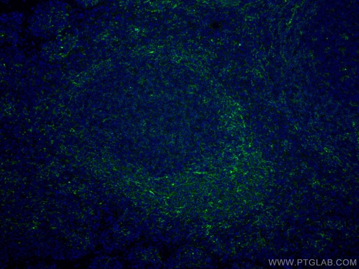 [CL488-67220-100UL] CoraLite®488-conjugated LAIR1 Monoclonal antibody