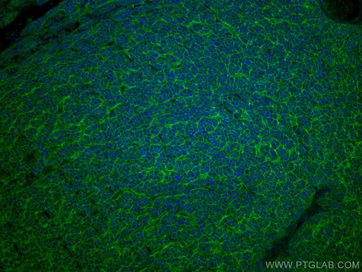 [CL488-67221-100UL] CoraLite®488-conjugated SLC31A1 Monoclonal antibody