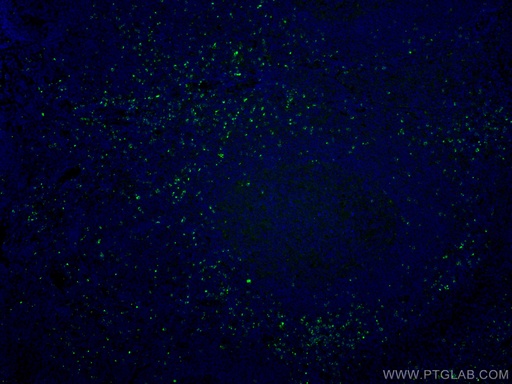 [CL488-67272-100UL] CoraLite®488-conjugated Granzyme K Monoclonal antibody