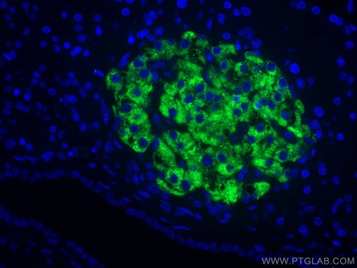 [CL488-67284-100UL] CoraLite®488-conjugated Ins1 Monoclonal antibody