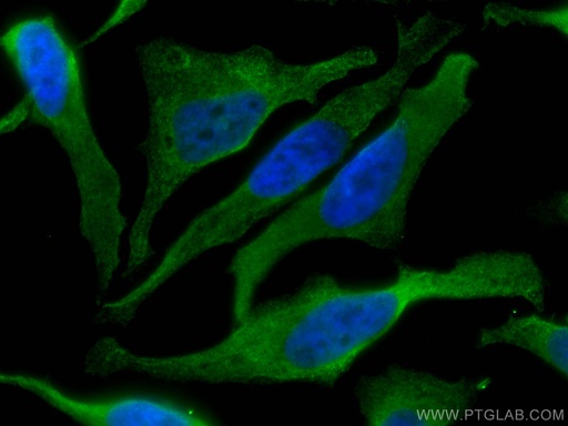 [CL488-67314-100UL] CoraLite®488-conjugated TRIM25 Monoclonal antibody