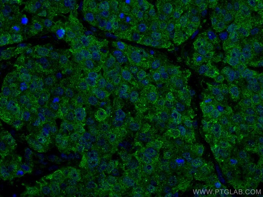 [CL488-67348-100UL] CoraLite®488-conjugated ANAPC5 Monoclonal antibody