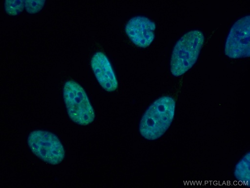 [CL488-67380-100UL] CoraLite®488-conjugated TH1L Monoclonal antibody