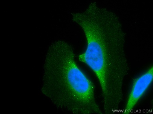 [CL488-67410-100UL] CoraLite®488-conjugated MAP2K2 Monoclonal antibody