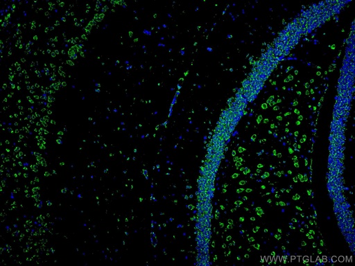 [CL488-67417-100UL] CoraLite®488-conjugated ACVR1 Monoclonal antibody