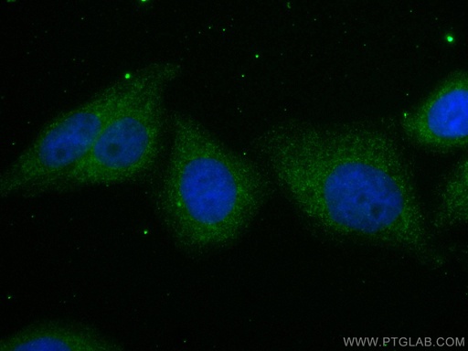 [CL488-67440-100UL] CoraLite®488-conjugated PPM1D Monoclonal antibody
