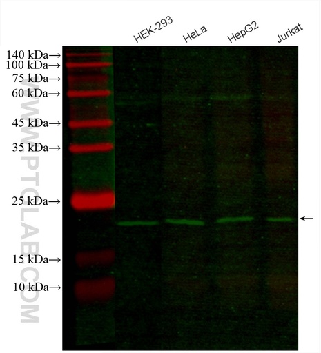 [CL488-67500-100UL] CoraLite®488-conjugated RAN Monoclonal antibody