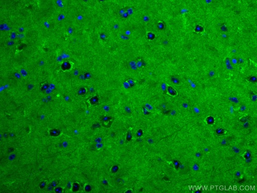 [CL488-67501-100UL] CoraLite®488-conjugated RAB2A Monoclonal antibody