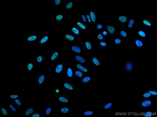 [CL488-67534-100UL] CoraLite®488-conjugated RALYL Monoclonal antibody