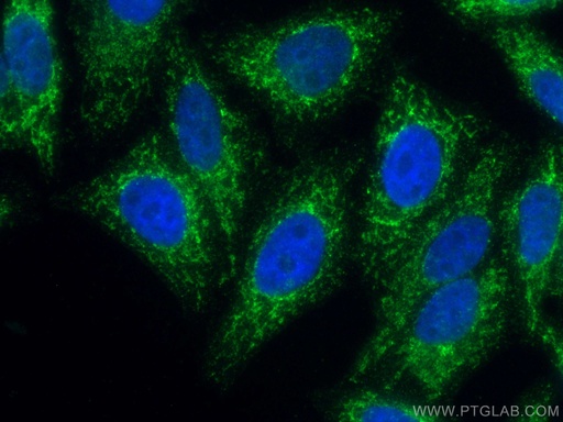 [CL488-67535-100UL] CoraLite®488-conjugated Tim23 Monoclonal antibody