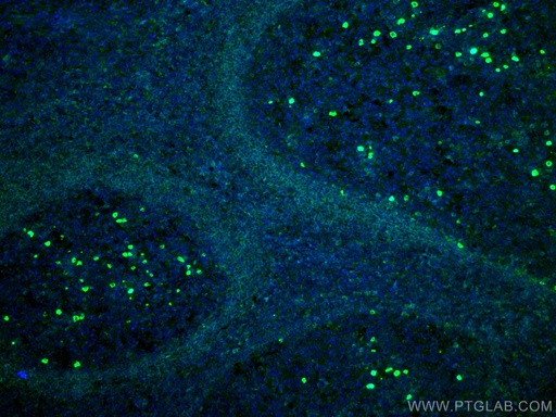 [CL488-67538-100UL] CoraLite®488-conjugated IGHD Monoclonal antibody