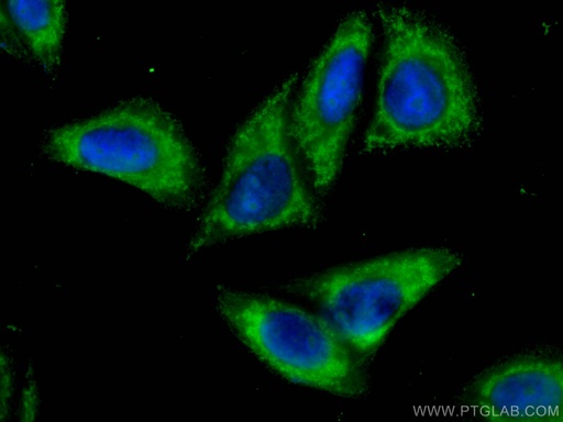[CL488-67556-100UL] CoraLite®488-conjugated RIG-1/DDX58 Monoclonal antibody