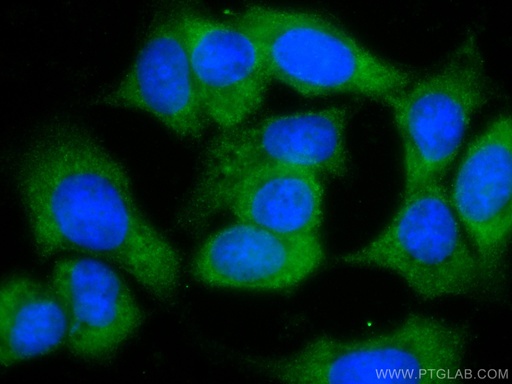 [CL488-67601-100UL] CoraLite®488-conjugated EIF1 Monoclonal antibody