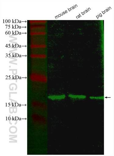 [CL488-67616-100UL] CoraLite®488-conjugated NCS1 Monoclonal antibody