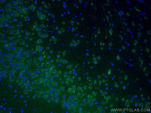 [CL488-67642-100UL] CoraLite®488-conjugated GRIA1 Monoclonal antibody