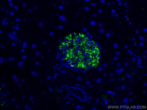 [CL488-67668-100UL] CoraLite®488-conjugated Ins1 Monoclonal antibody