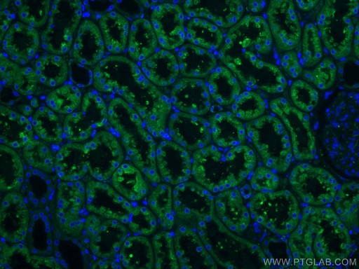 [CL488-67675-100UL] CoraLite®488-conjugated ERP29 Monoclonal antibody