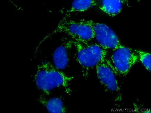[CL488-67679-100UL] CoraLite®488-conjugated LRPPRC Monoclonal antibody