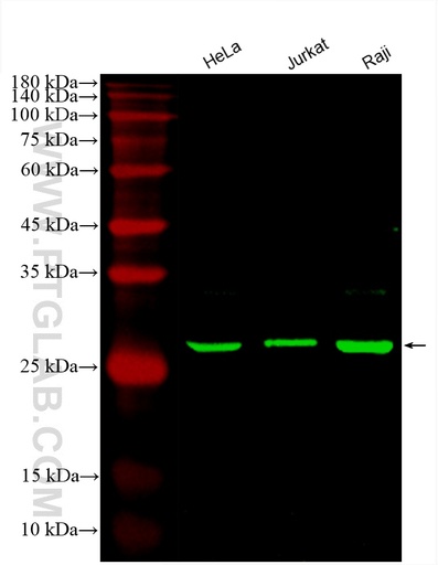 [CL488-67687-100UL] CoraLite®488-conjugated ANP32A Monoclonal antibody