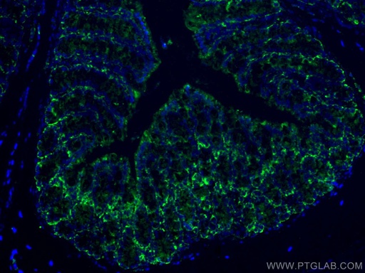 [CL488-67691-100UL] CoraLite®488-conjugated FABP2 Monoclonal antibody