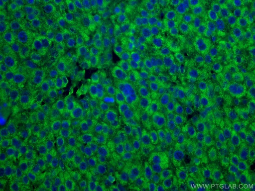 [CL488-67702-100UL] CoraLite®488-conjugated DLD Monoclonal antibody