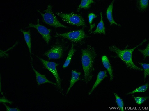 [CL488-67712-100UL] CoraLite®488-conjugated EPRS Monoclonal antibody