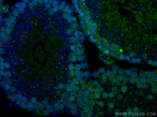 [CL488-67726-100UL] CoraLite®488-conjugated Cyclin B2 Monoclonal antibody