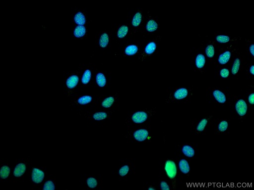 [CL488-67740-100UL] CoraLite®488-conjugated EIF4A3 Monoclonal antibody