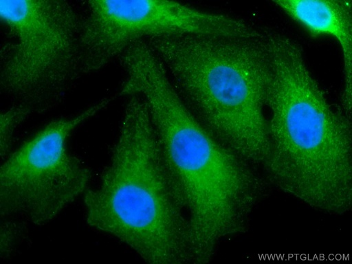 [CL488-67753-100UL] CoraLite®488-conjugated VASH2 Monoclonal antibody