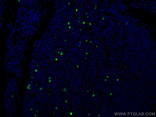 [CL488-67760-100UL] CoraLite®488-conjugated Human IgG Heavy chain Monoclonal antibody