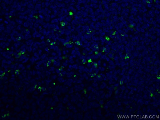 [CL488-67761-100UL] CoraLite®488-conjugated Human IgG Kappa chain Monoclonal antibody