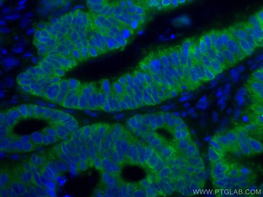 [CL488-67798-100UL] CoraLite®488-conjugated CNOT4 Monoclonal antibody