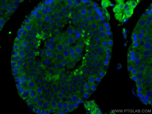 [CL488-67808-100UL] CoraLite®488-conjugated SMCR7L Monoclonal antibody