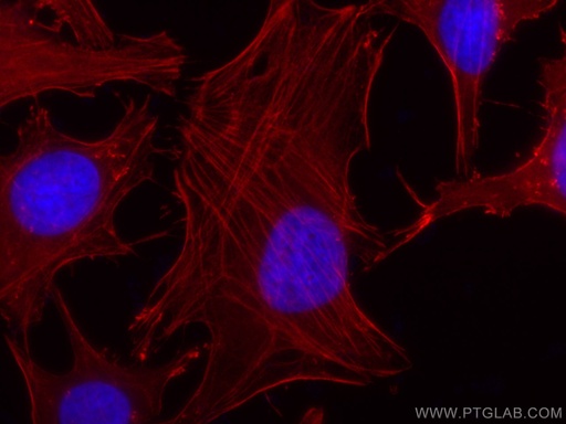 [CL555-66009-100UL] CoraLite®555-conjugated Beta Actin Monoclonal antibody