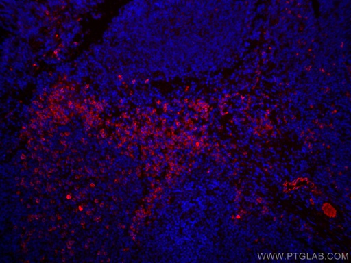 [CL594-10284-100UL] CoraLite®594-conjugated Human IgG Polyclonal antibody